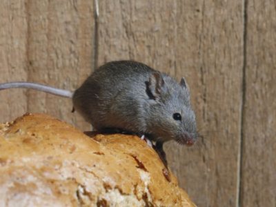 hausmaus