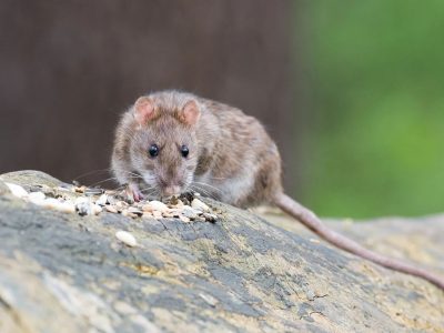 ratten-e1779255060114